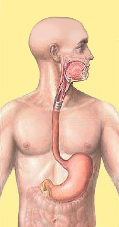 Механизм пищевода. Желудок человека расположение. Желудок анатомия расположение. Анатомическое расположение пищевода и желудка.